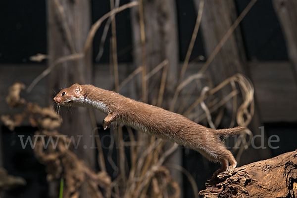 Mauswiesel (Mustela nivalis)