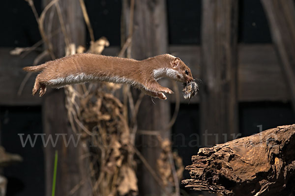 Mauswiesel (Mustela nivalis)