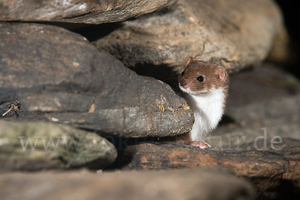 Mauswiesel (Mustela nivalis)