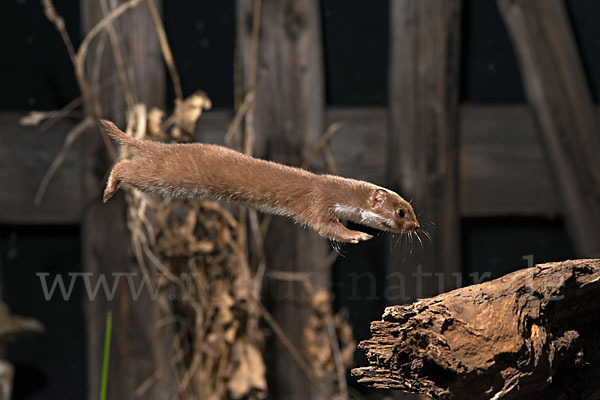 Mauswiesel (Mustela nivalis)