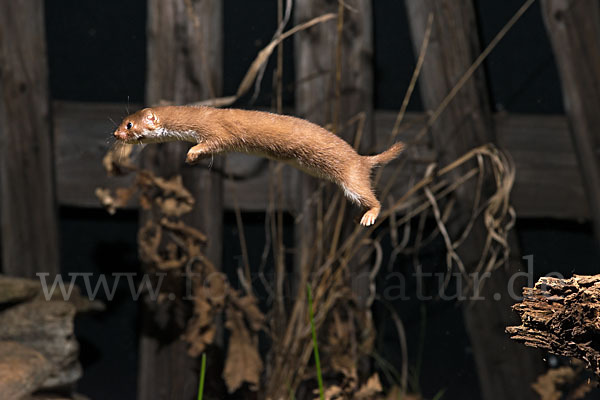 Mauswiesel (Mustela nivalis)