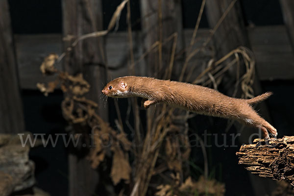 Mauswiesel (Mustela nivalis)