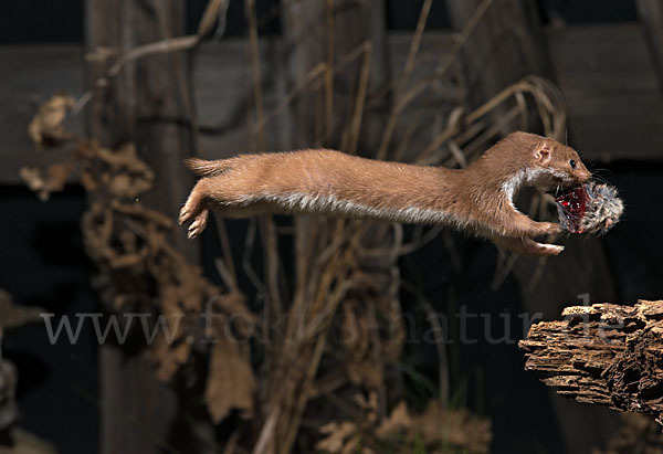 Mauswiesel (Mustela nivalis)