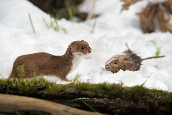 Mauswiesel (Mustela nivalis)