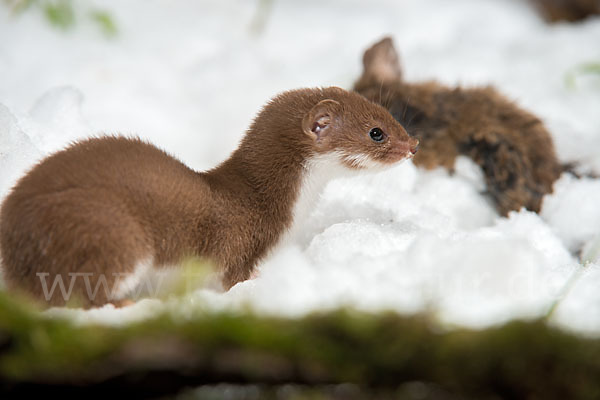 Mauswiesel (Mustela nivalis)