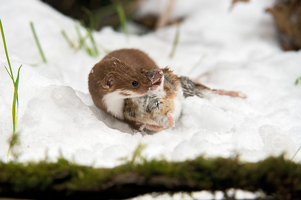 Mauswiesel (Mustela nivalis)