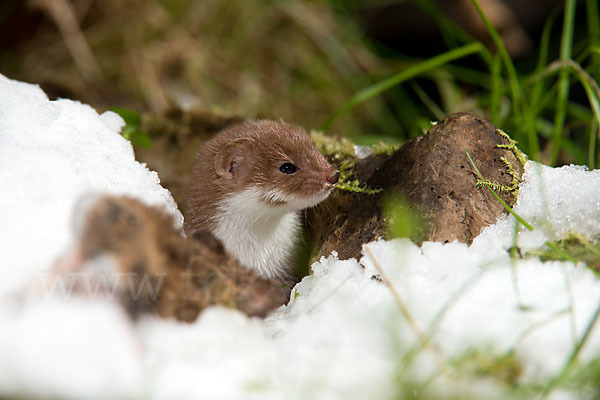 Mauswiesel (Mustela nivalis)