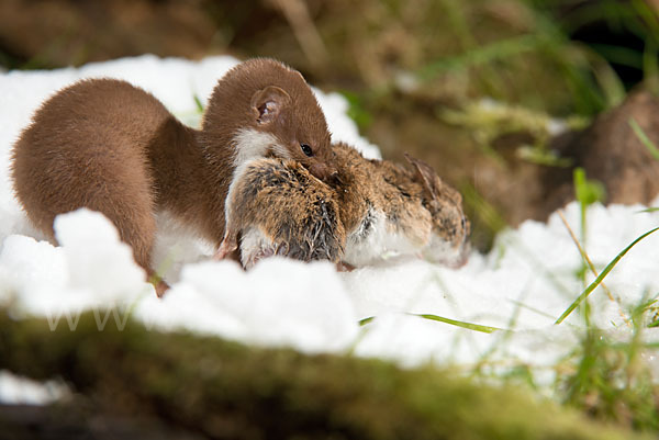 Mauswiesel (Mustela nivalis)