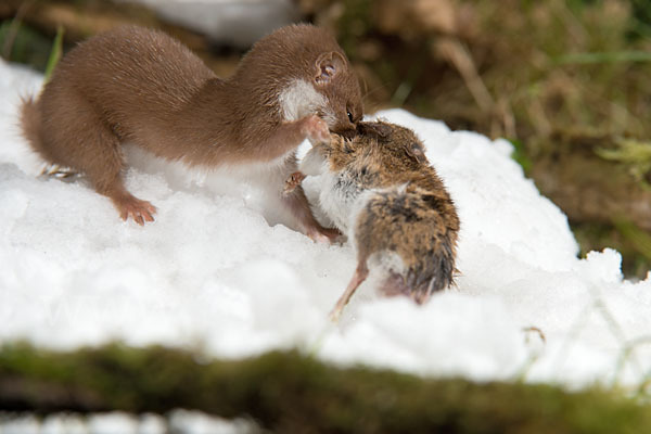 Mauswiesel (Mustela nivalis)