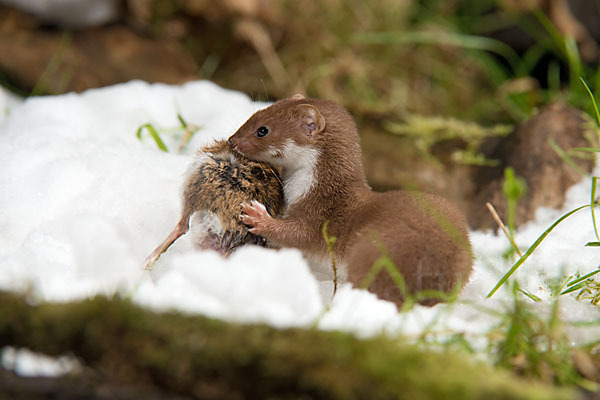 Mauswiesel (Mustela nivalis)