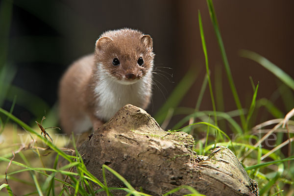 Mauswiesel (Mustela nivalis)