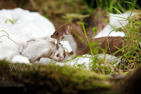 Mauswiesel (Mustela nivalis)