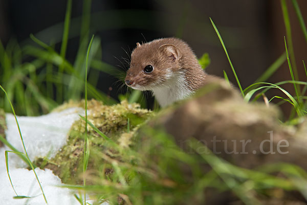 Mauswiesel (Mustela nivalis)