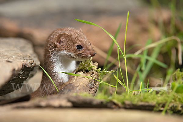 Mauswiesel (Mustela nivalis)