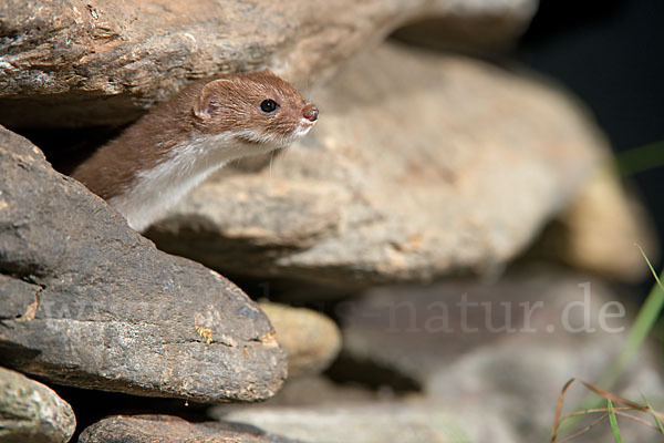 Mauswiesel (Mustela nivalis)