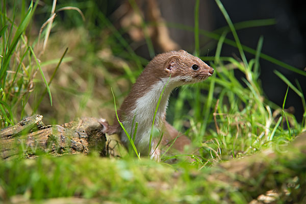 Mauswiesel (Mustela nivalis)