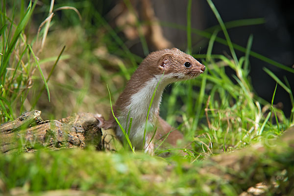 Mauswiesel (Mustela nivalis)