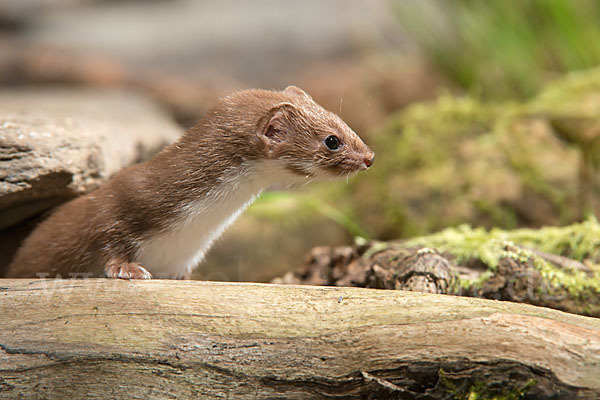 Mauswiesel (Mustela nivalis)