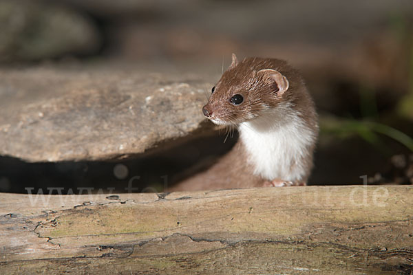 Mauswiesel (Mustela nivalis)