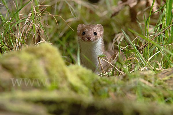 Mauswiesel (Mustela nivalis)