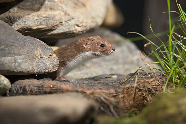 Mauswiesel (Mustela nivalis)