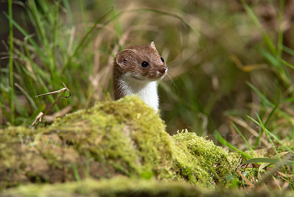 Mauswiesel (Mustela nivalis)