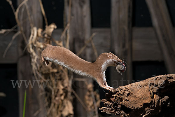 Mauswiesel (Mustela nivalis)