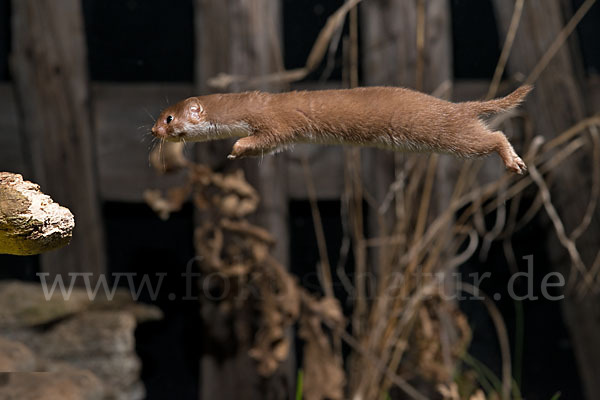 Mauswiesel (Mustela nivalis)