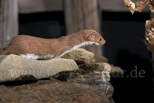 Mauswiesel (Mustela nivalis)