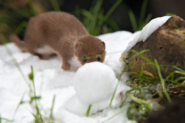 Mauswiesel (Mustela nivalis)