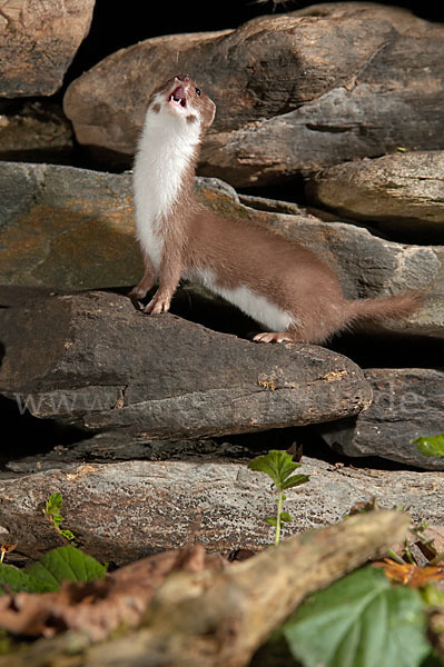 Mauswiesel (Mustela nivalis)