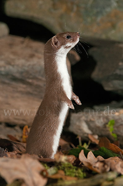 Mauswiesel (Mustela nivalis)