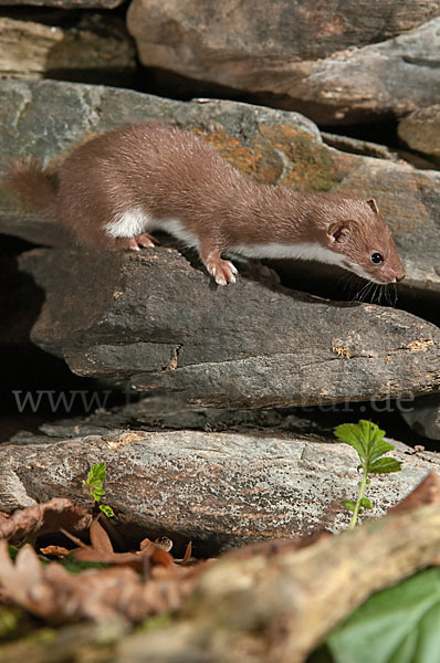 Mauswiesel (Mustela nivalis)