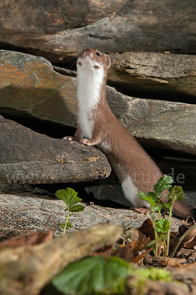 Mauswiesel (Mustela nivalis)