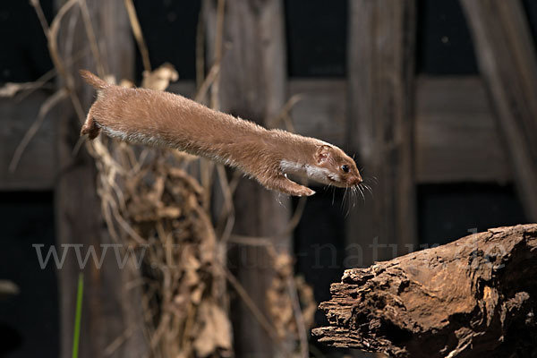 Mauswiesel (Mustela nivalis)