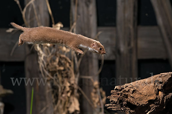 Mauswiesel (Mustela nivalis)