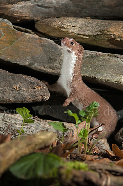 Mauswiesel (Mustela nivalis)