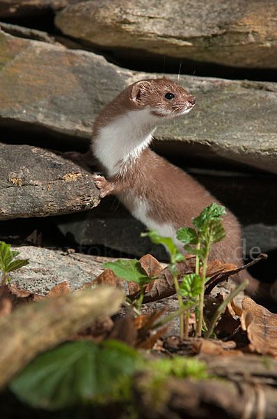 Mauswiesel (Mustela nivalis)