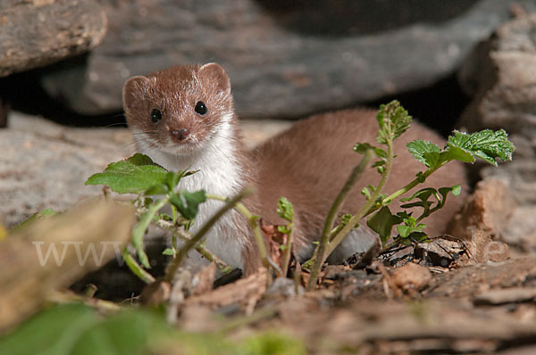 Mauswiesel (Mustela nivalis)