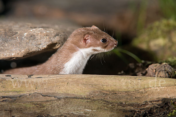 Mauswiesel (Mustela nivalis)