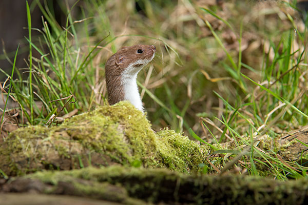 Mauswiesel (Mustela nivalis)