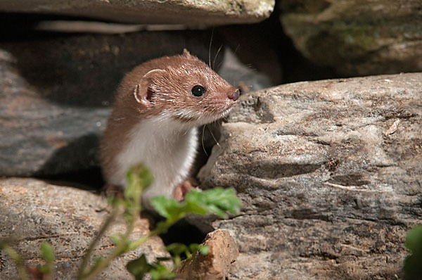 Mauswiesel (Mustela nivalis)