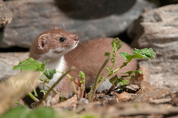 Mauswiesel (Mustela nivalis)