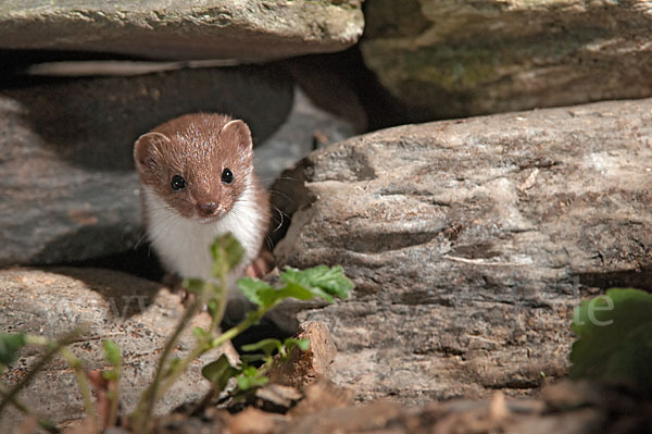 Mauswiesel (Mustela nivalis)