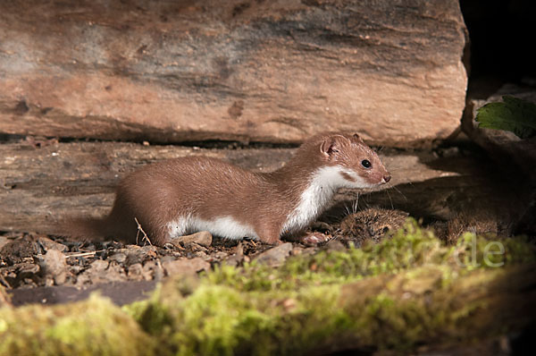 Mauswiesel (Mustela nivalis)