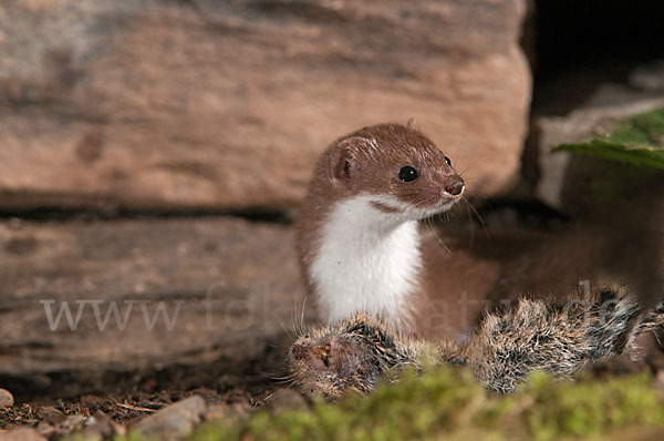 Mauswiesel (Mustela nivalis)