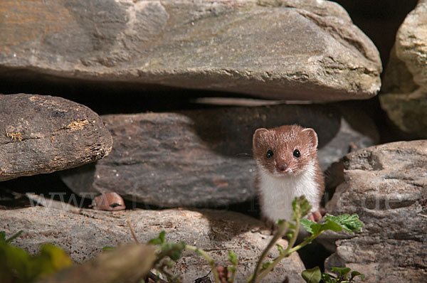 Mauswiesel (Mustela nivalis)