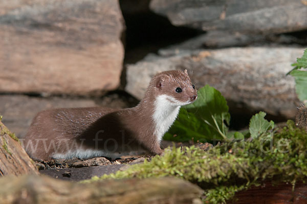 Mauswiesel (Mustela nivalis)