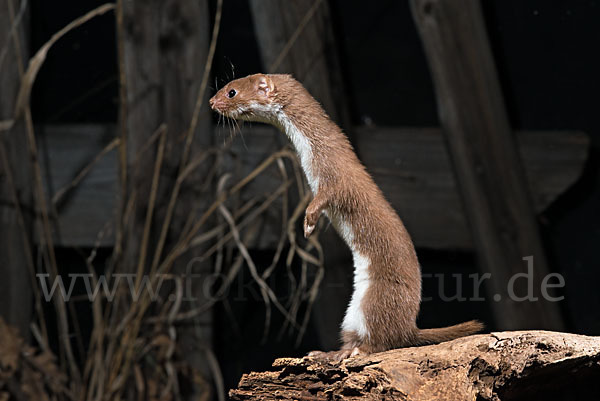 Mauswiesel (Mustela nivalis)