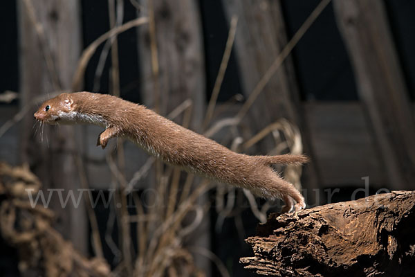 Mauswiesel (Mustela nivalis)